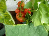 Tomaten7 (2).webp