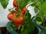 Tomaten8 (2).JPG