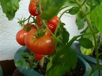 Tomaten8 (2).webp