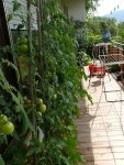 Tomaten Balkon (2).JPG