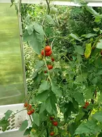 P1070328 (2).webp