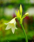 Gartenamaryllis blüht_600.JPG