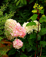 Vanille fraise färbt durch_600.webp