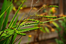 verblühte knallrote Montbretie_1024.webp