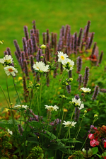 weisse Herbstanemone vor blauer Agastache_600.webp