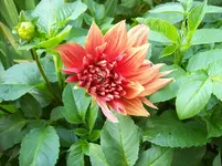 100_5601.webp