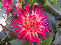 100_5599.webp