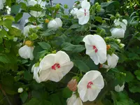SAM_1454.webp