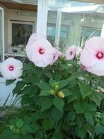 SAM_1488.webp