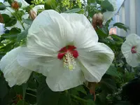 SAM_1453.webp
