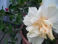 SAM_1446.webp