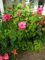 SAM_1451.webp