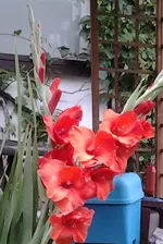 20130809_173250 Gladiole.webp