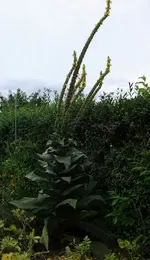 20130809_174103_Konigskerze.webp