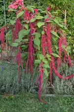 DSC_6588_Fuchsschwanz.webp