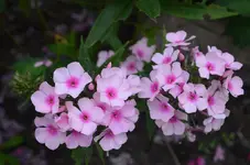 DSC_6593_rosa_Phlox.webp