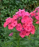 DSC_6594_Phlox_pink.webp