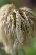 DSC_6601_Clematis.webp