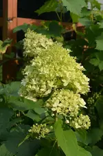 DSC_6636_Hortensie.webp