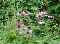 DSC_6675_Echinacea.webp