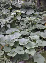 20130809_173342 Kürbis.webp
