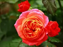Nachblüte Mary_Anne1_1024.webp