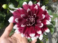 CIMG6605.webp