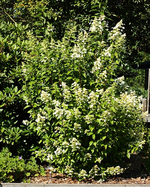 Rispen-Hortensie_ ca 2_5m hoch_smaller.webp