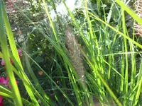 SAM_2085.webp