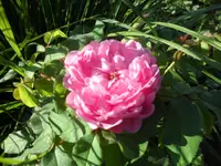 SAM_2083.webp