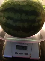 Melone2.webp