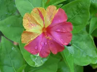 CIMG5484.webp