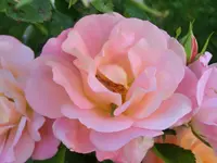 CIMG5486.webp