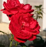 Shalom 130904.webp