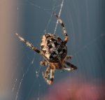 Spinne 130904.jpg