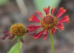 Helenium 'Ruby Thuesday'.jpg