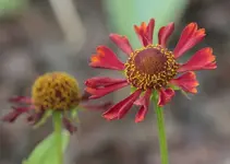 Helenium 'Ruby Thuesday'.webp