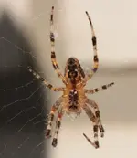 Kehrseite Ueberkopf.webp