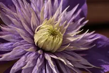 Clematis 130904.webp