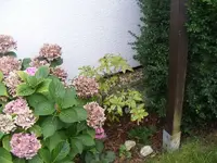 Azalee.webp