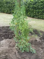 DSCN2574.webp