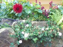 101_0943.webp
