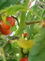 SAM_1546.webp