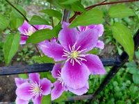 P1000505.webp