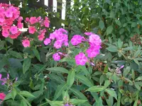 P7190075_(1280_x_1024).webp
