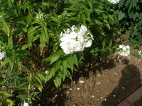 P8200081_(1280_x_1024).webp
