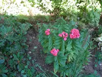 P9040091_(1280_x_1024).webp