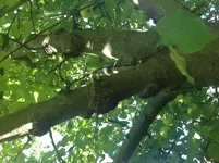 image.webp