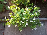 100_5621.webp