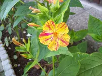 100_5609.webp